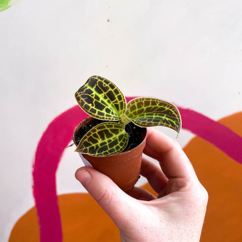 Macodes petola 'Gold' - Jewel Orchid - Sprouts of Bristol