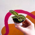 Macodes petola 'Gold' - Jewel Orchid - Sprouts of Bristol