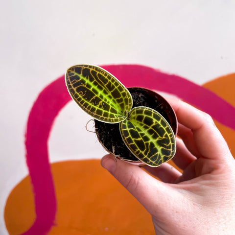 Macodes petola 'Gold' - Jewel Orchid - Sprouts of Bristol