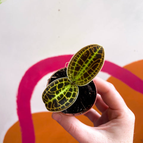 Macodes petola 'Gold' - Jewel Orchid - Sprouts of Bristol