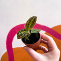 Macodes petola 'Gold' - Jewel Orchid - Sprouts of Bristol