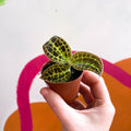 Macodes petola 'Gold' - Jewel Orchid - Sprouts of Bristol