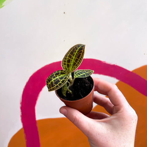 Macodes petola 'Gold' - Jewel Orchid - Sprouts of Bristol