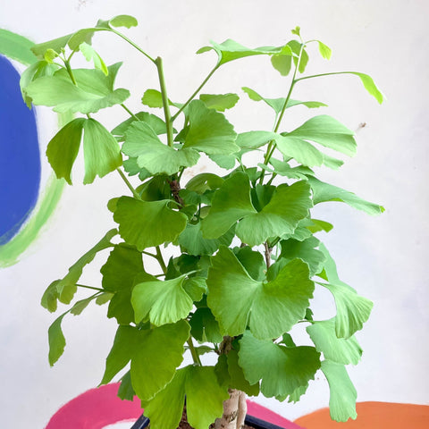 Maidenhair Tree Bonsai - Ginkgo biloba - Sprouts of Bristol