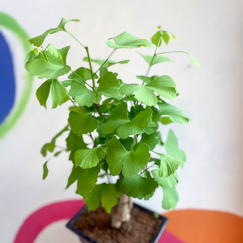 Maidenhair Tree Bonsai - Ginkgo biloba - Sprouts of Bristol