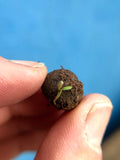 Make Your Own Seedball Kit - Flowers for Bees - Sprouts of Bristol