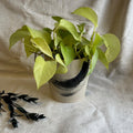 Makers Mark - Black and White Handmade Ceramic Plant Pot - Sprouts of Bristol