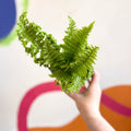 Male Fern - Dryopteris filix-mas 'Crispa Cristata' - Cotswold Grown Fern - Sprouts of Bristol