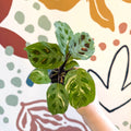 Maranta leuconeura ‘Fiesta’ - Sprouts of Bristol