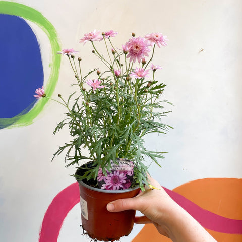 Marguerite Daisy - Argyranthemum 'Madeira Crested Pink' - British Grown - Sprouts of Bristol