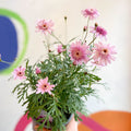 Marguerite Daisy - Argyranthemum 'Madeira Crested Pink' - British Grown - Sprouts of Bristol