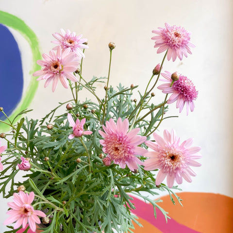 Marguerite Daisy - Argyranthemum 'Madeira Crested Pink' - British Grown - Sprouts of Bristol