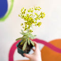 Martin's Spurge - Euphorbia × martini 'Ascot Rainbow' - Cotswold Grown Perennial - Sprouts of Bristol