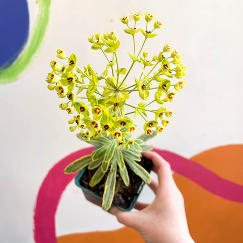 Martin's Spurge - Euphorbia × martini 'Ascot Rainbow' - Cotswold Grown Perennial - Sprouts of Bristol