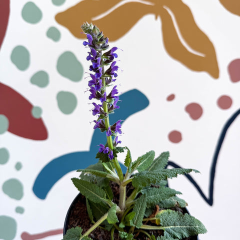 Meadow Sage - Salvia hybrida 'Blue By You' - British Grown Perennial - Sprouts of Bristol