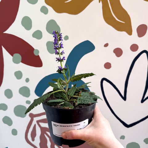 Meadow Sage - Salvia hybrida 'Blue By You' - British Grown Perennial - Sprouts of Bristol