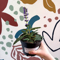 Meadow Sage - Salvia hybrida 'Blue By You' - British Grown Perennial - Sprouts of Bristol