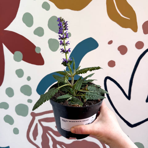 Meadow Sage - Salvia hybrida 'Blue By You' - British Grown Perennial - Sprouts of Bristol