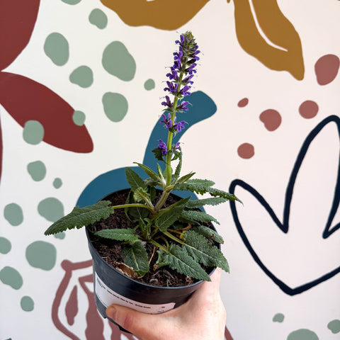 Meadow Sage - Salvia hybrida 'Blue By You' - British Grown Perennial - Sprouts of Bristol