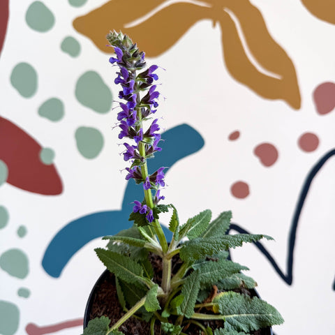 Meadow Sage - Salvia hybrida 'Blue By You' - British Grown Perennial - Sprouts of Bristol