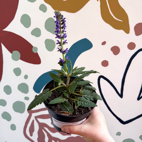 Meadow Sage - Salvia hybrida 'Blue By You' - British Grown Perennial - Sprouts of Bristol