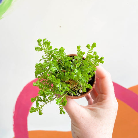 Meadow Spikemoss - Selaginella - Welsh Grown - Sprouts of Bristol