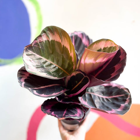 Medallion Calathea - Calathea Roseopicta 'Illustris' - Sprouts of Bristol