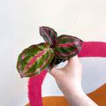 Medallion Calathea - Calathea Roseopicta 'Illustris' - Sprouts of Bristol