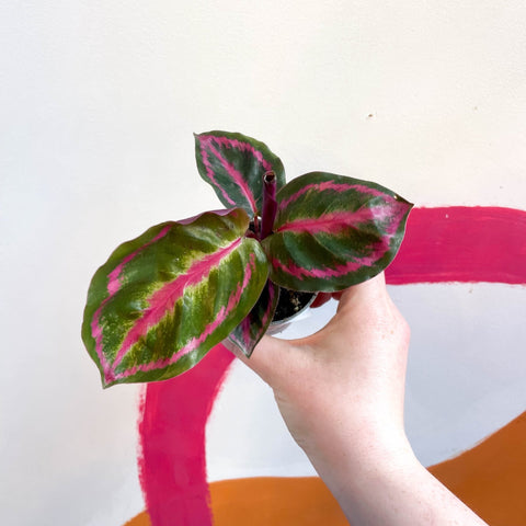Medallion Calathea - Calathea Roseopicta 'Illustris' - Sprouts of Bristol