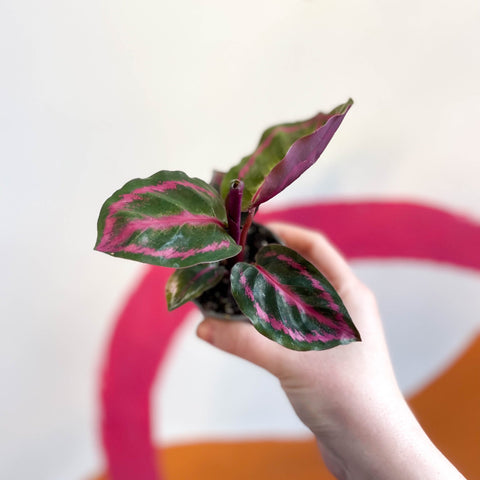 Medallion Calathea - Calathea Roseopicta 'Illustris' - Sprouts of Bristol