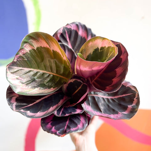 Medallion Calathea - Calathea Roseopicta 'Illustris' - Sprouts of Bristol