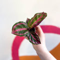 Medallion Calathea - Calathea Roseopicta 'Illustris' - Sprouts of Bristol