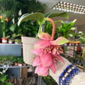 Medinilla magnifica ‘Candy’ – Rose Grape - Sprouts of Bristol