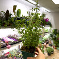 Mentha × piperita f. citrata ‘Strawberry’ - Strawberry Mint - British Grown Culinary Herbs - Sprouts of Bristol