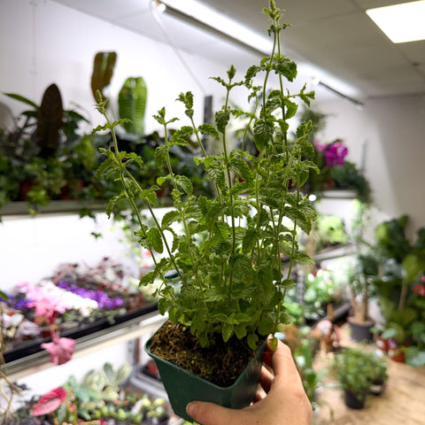 Mentha × piperita f. citrata ‘Strawberry’ - Strawberry Mint - British Grown Culinary Herbs - Sprouts of Bristol