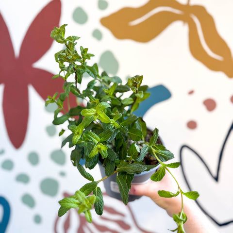 Mentha × piperita – Peppermint - Culinary Herbs - Sprouts of Bristol