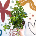 Mentha × piperita – Peppermint - Culinary Herbs - Sprouts of Bristol