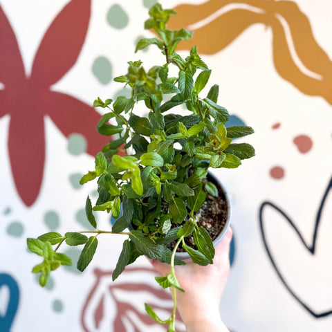 Mentha × piperita – Peppermint - Culinary Herbs - Sprouts of Bristol