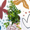 Mentha × piperita – Peppermint - Culinary Herbs - Sprouts of Bristol