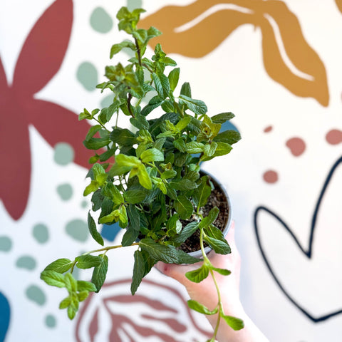 Mentha × piperita – Peppermint - Culinary Herbs - Sprouts of Bristol