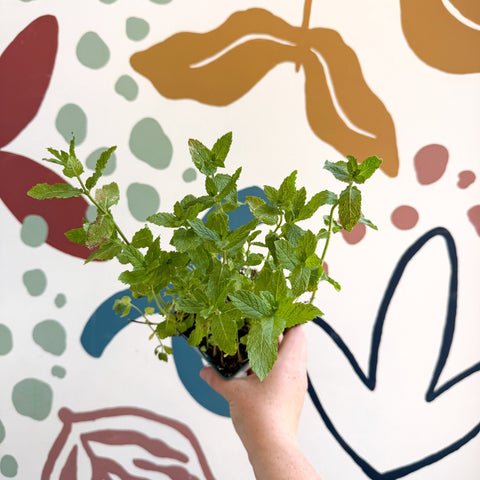 Mentha spicata var. crispa 'Moroccan' - Moroccan Mint [UK Grown Culinary Herbs] - Sprouts of Bristol