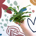 Microsorum pteropus – Java Fern - Sprouts of Bristol