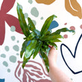 Microsorum pteropus – Java Fern - Sprouts of Bristol