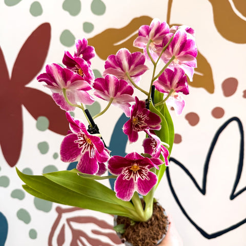 Miltonia - Pink Pansy Orchid - Sprouts of Bristol