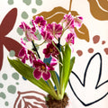 Miltonia - Pink Pansy Orchid - Sprouts of Bristol