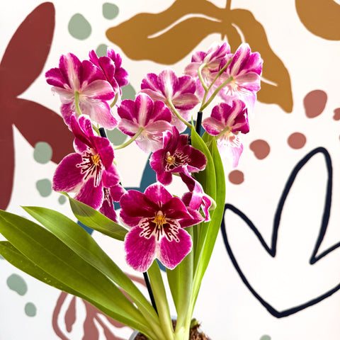 Miltonia - Pink Pansy Orchid - Sprouts of Bristol