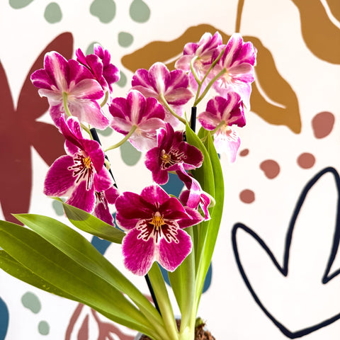 Miltonia - Pink Pansy Orchid - Sprouts of Bristol