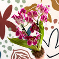 Miltonia - Pink Pansy Orchid - Sprouts of Bristol