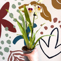 Miltonia - White Pansy Orchid - Sprouts of Bristol