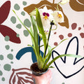 Miltonia - White Pansy Orchid - Sprouts of Bristol